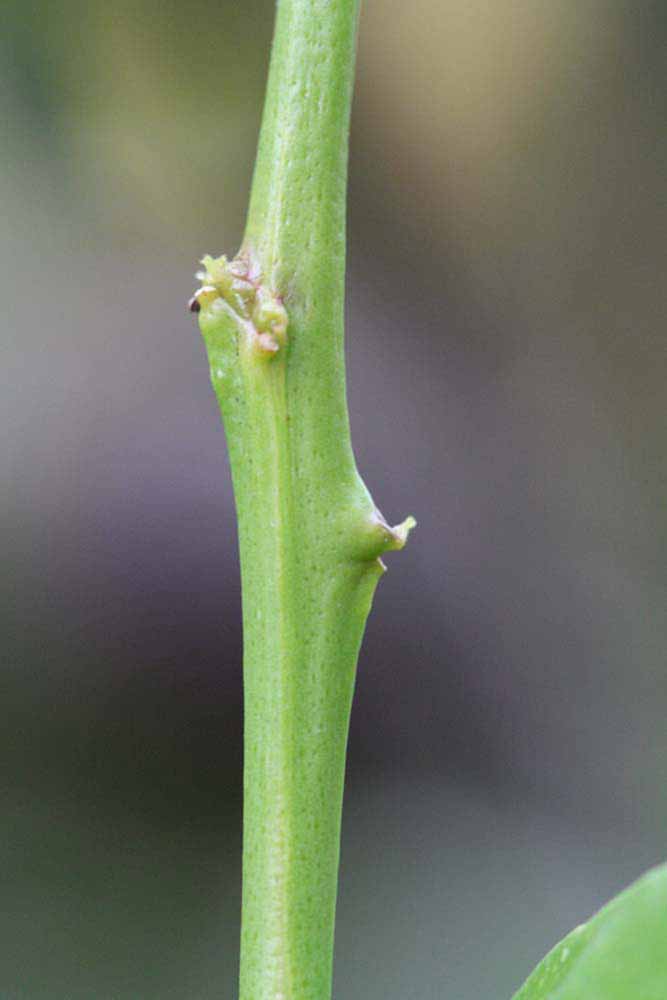                 First year twig (Cascade, Riverside,   CA)       